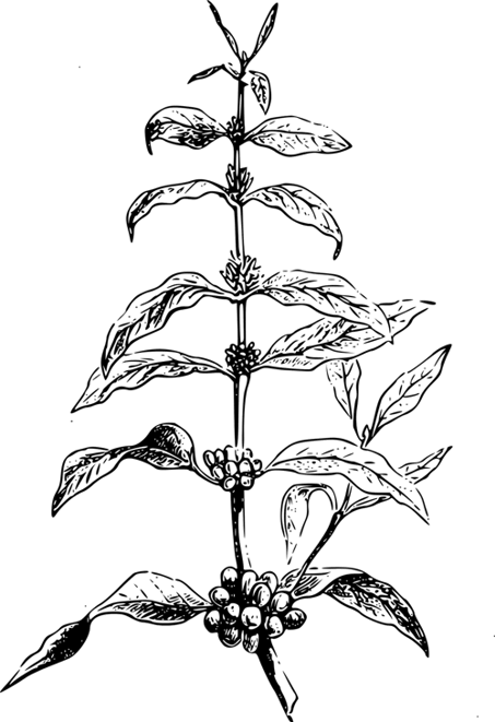 Bean 1296719 1280