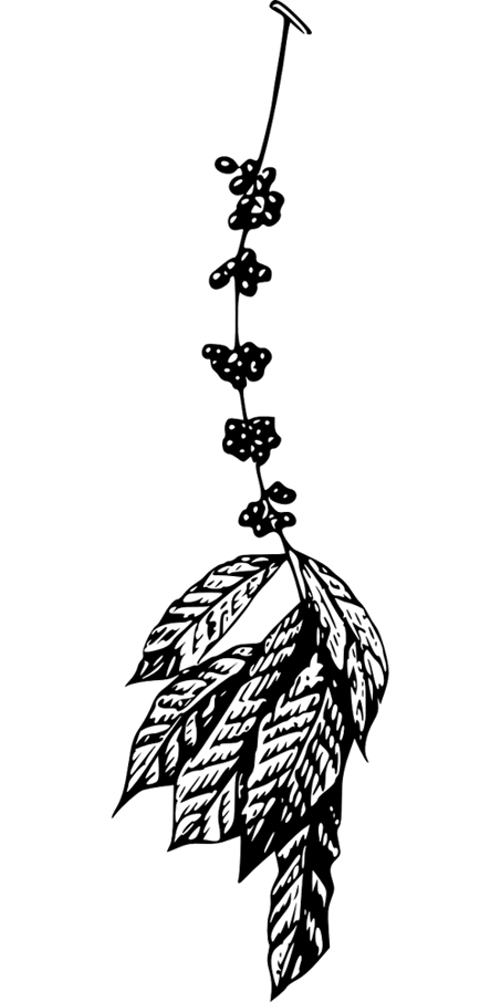 Coffee 147045 1280